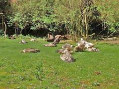 149 BIO PARC DE DOUE LA FONTAINE 7- 2016_000009